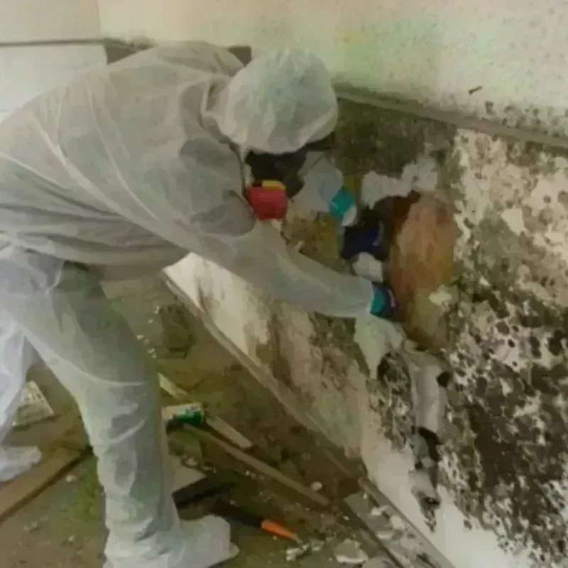 Mold Remediation and Removal in Isanti, MN